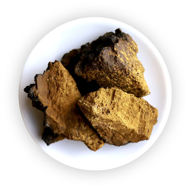 Wilder Chaga Pilz